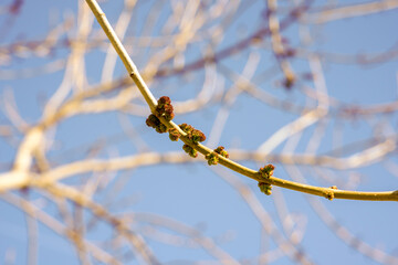 Branch of the tree and flower, background blue sky, in the winter season