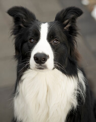 A young adult pure border collie dog outdoors in the winter.