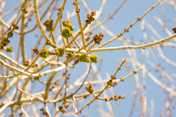 Branch of the tree and flower, background blue sky, in the winter season