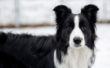 A young adult pure border collie dog outdoors in the winter.