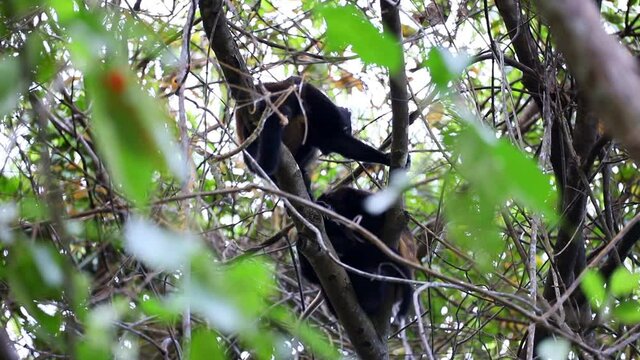 Black howler monkey, Alouatta caraya family with baby sitting on a tree - close up Costa Rica