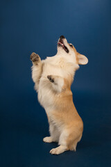 Welsh Corgi pet playfully in a photo studio on a blue background