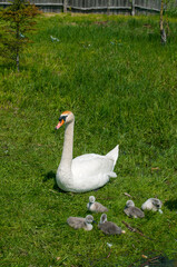 pair of swans with little swans