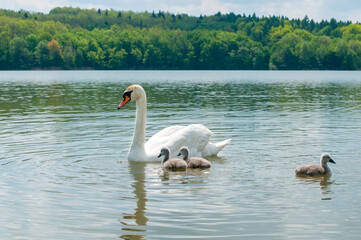 pair of swans with little swans