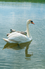pair of swans with little swans