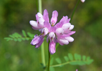 Fototapeta premium In nature, Securigera varia grows in herbs