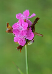 In nature, carnation blooms among herbs (Dianthus)