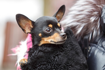 A cute cute toy terrier puppy sits in the owner's arms wrapped in a warm fur coat.