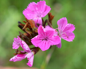 In nature, carnation blooms among herbs (Dianthus)