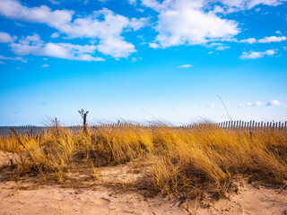Beach grasses and snow fence on sand dunes under white clouds