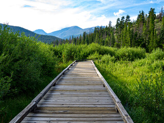 Fototapeta na wymiar Boardwalk path through forest in Colorado