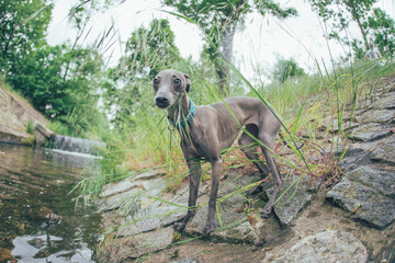 dog in the park
