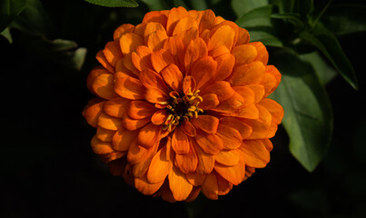 Beautiful Orange Flower