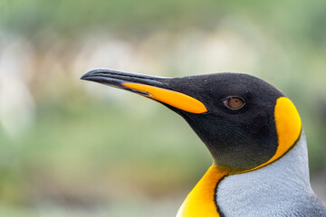 Portrait of a King Penguin in South Georgia with a muted soft green background