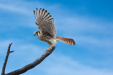 American Kestrel (Falco sparverius) Going Hunting