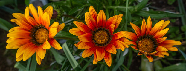 Beautiful Orange Flower
