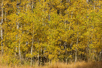 Sunny view with beautiful fall color along the Hope Valley in Lake Tahoe area