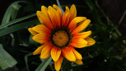 Beautiful Orange Flower
