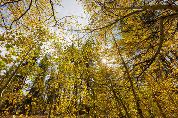 Sunny view with beautiful fall color along the Hope Valley in Lake Tahoe area