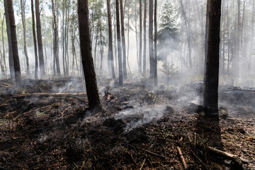 Waldbrand in Brandenburg