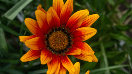 Beautiful Orange Flower