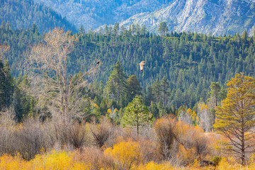 Sunny view with beautiful fall color along the Hope Valley in Lake Tahoe area