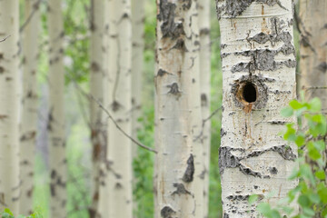 Obraz premium Grove of Aspen trees with selective focus on the nearest tree, which has a woodpecker nest hole in it, while the other trees in the background are tastefully out of focus