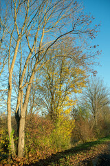 Fototapeta premium Wald