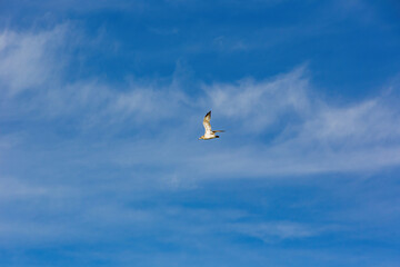 Fototapeta na wymiar Close up shot of seagull flying in the sky