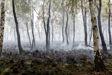Fototapeta premium Waldbrand in Brandenburg
