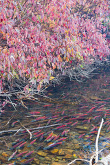 Salmon migration in Lake Tahoe