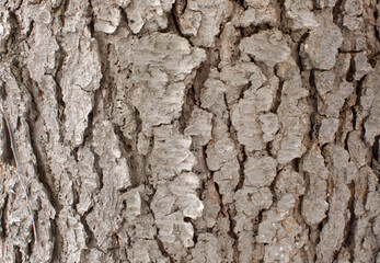 bark of a tree