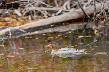 Close up shot of a beautiful Common merganser