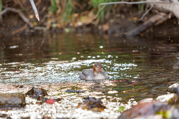 Close up shot of a beautiful Common merganser
