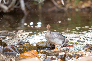Close up shot of a beautiful Common merganser