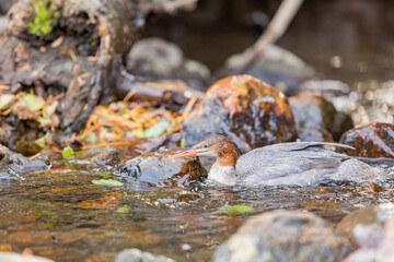 Close up shot of a beautiful Common merganser