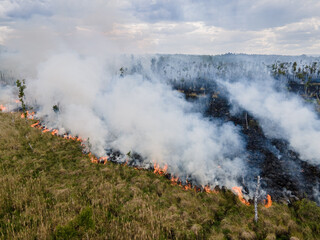 Waldbrand in Brandenburg