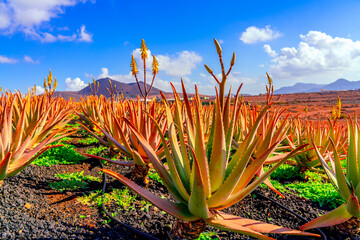 Aloe vera plant. Aloe vera plantation. Furteventura, Canary Islands, Spain - 408900058