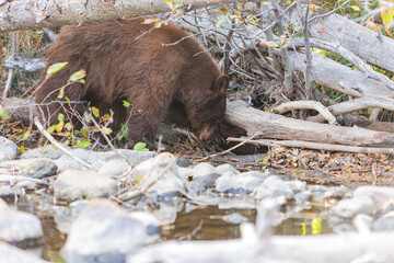 Close up shot of a Bear hunting fish in Lake Tahoe