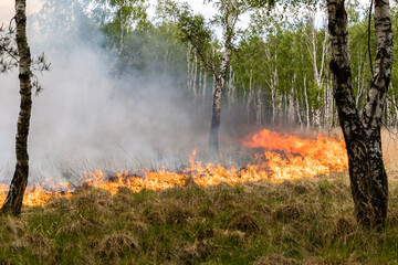 Waldbrand in Brandenburg