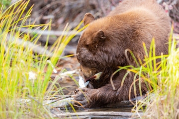 Close up shot of a Bear hunting fish in Lake Tahoe
