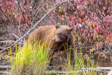 Close up shot of a Bear hunting fish in Lake Tahoe