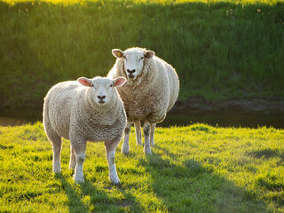 Zwei Schafe auf der Wiese