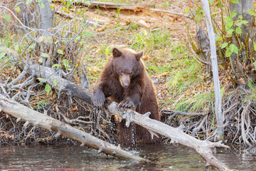 Close up shot of a Bear hunting fish in Lake Tahoe