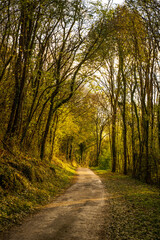 couleur des Sous-bois en automne et fin de journée, Ain, France