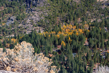 Sunny view with beautiful fall color along the Hope Valley in Lake Tahoe area