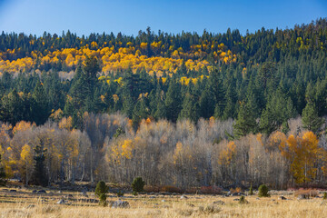 Sunny view with beautiful fall color along the Hope Valley in Lake Tahoe area