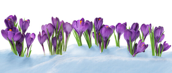 Beautiful crocuses growing through snow against white background, banner design. First spring...