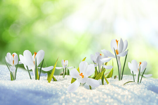 Early Spring Images – Browse 304,592 Stock Photos, Vectors, and