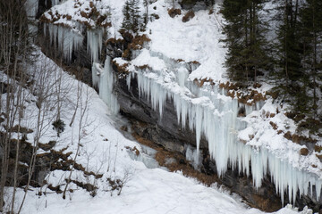 Icicle curtain in snowy landscape